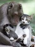 pic for Monkey and Cat